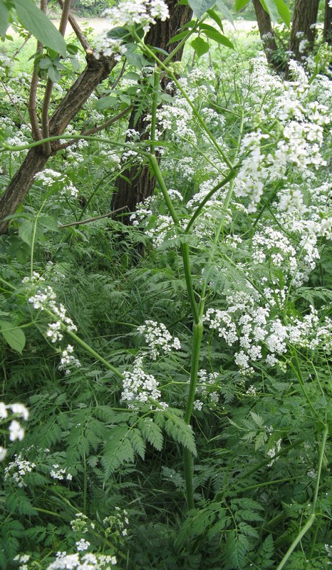 Anthriscus sylvestris / Cerfoglio selvatico